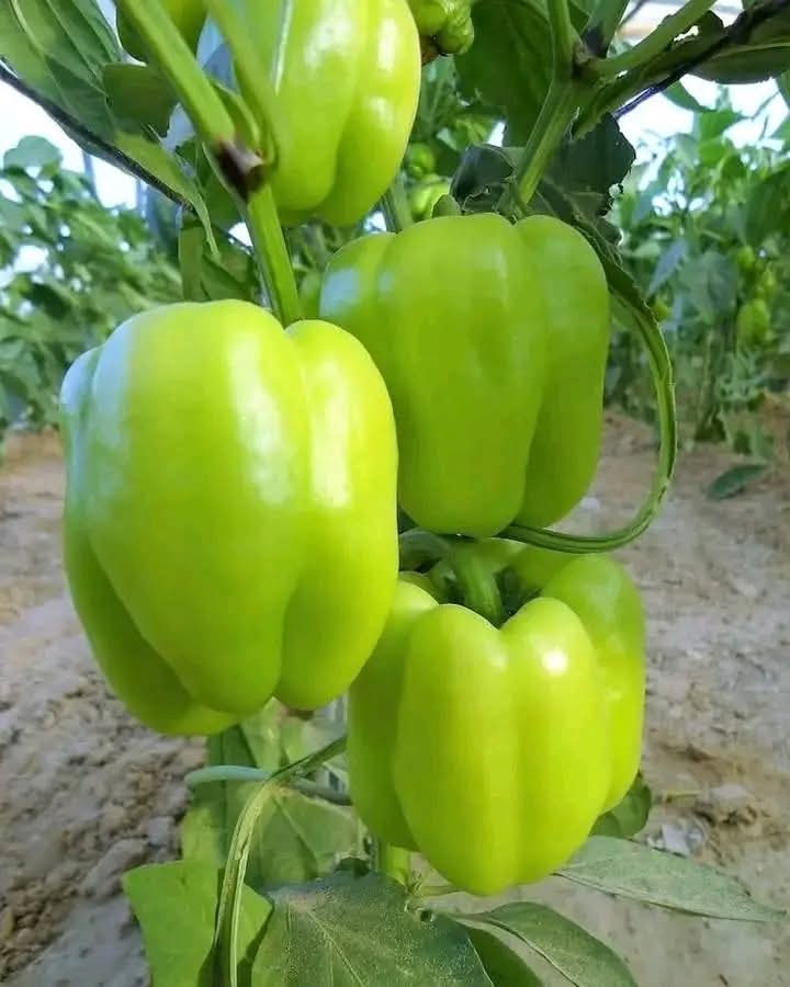 JoelOptimist1's tweet photo. 𝗣𝗘𝗣𝗣𝗘𝗥 𝗙𝗔𝗥𝗠𝗜𝗡𝗚 𝗚𝗨𝗜𝗗𝗘 

1. Soil Preparation

Soil Testing: Conduct soil tests to determine nutrient levels and pH. Peppers thrive in well-drained, loamy soil with a pH of 6.0-6.8.

Organic Matter: Incorporate plenty of organic matter, such as compost or well-rotted manure, to improve soil fertility and structure.

Tillage: Prepare the soil by tilling to a depth of 15-20 cm (6-8 inches) to ensure a loose, well-drained seedbed.

2. Seed Selection

Variety: Choose high-yielding, disease-resistant pepper varieties suitable for your region's climate and soil conditions.

Certified Seeds: Use certified organic seeds to ensure they are free from contaminants and have good germination rates.

3. Planting

Timing: Start seeds indoors 8-10 weeks before the last frost date. Transplant seedlings outdoors when the soil temperature is consistently above 18°C (65°F).

Spacing:

Between Plants: 45-60 cm (18-24 inches).

Between Rows: 60-90 cm (24-36 inches).

Planting Depth: Transplant seedlings deep enough so that the first set of true leaves is just above the soil level.

4. Watering

Consistent Moisture: Ensure the soil remains consistently moist, especially during germination and early growth stages.

Irrigation: Use drip irrigation or soaker hoses to provide even moisture without waterlogging the soil.

Mulching: Apply organic mulch to retain soil moisture and suppress weeds.

5. Fertilization

Before Planting: Incorporate 2-3 kg (4-6 lbs) of compost or well-rotted manure per square meter into the soil.

Side-Dressing: Apply additional compost or organic fertilizers like fish emulsion or seaweed extract during the growing season to boost growth and productivity.

6. Weed Management

Mulching: Use organic mulch to suppress weed growth and retain soil moisture.

Manual Weeding: Regularly remove weeds by hand or with a hoe to prevent competition for nutrients and water.

Farm smarter with #OptimistFarmer