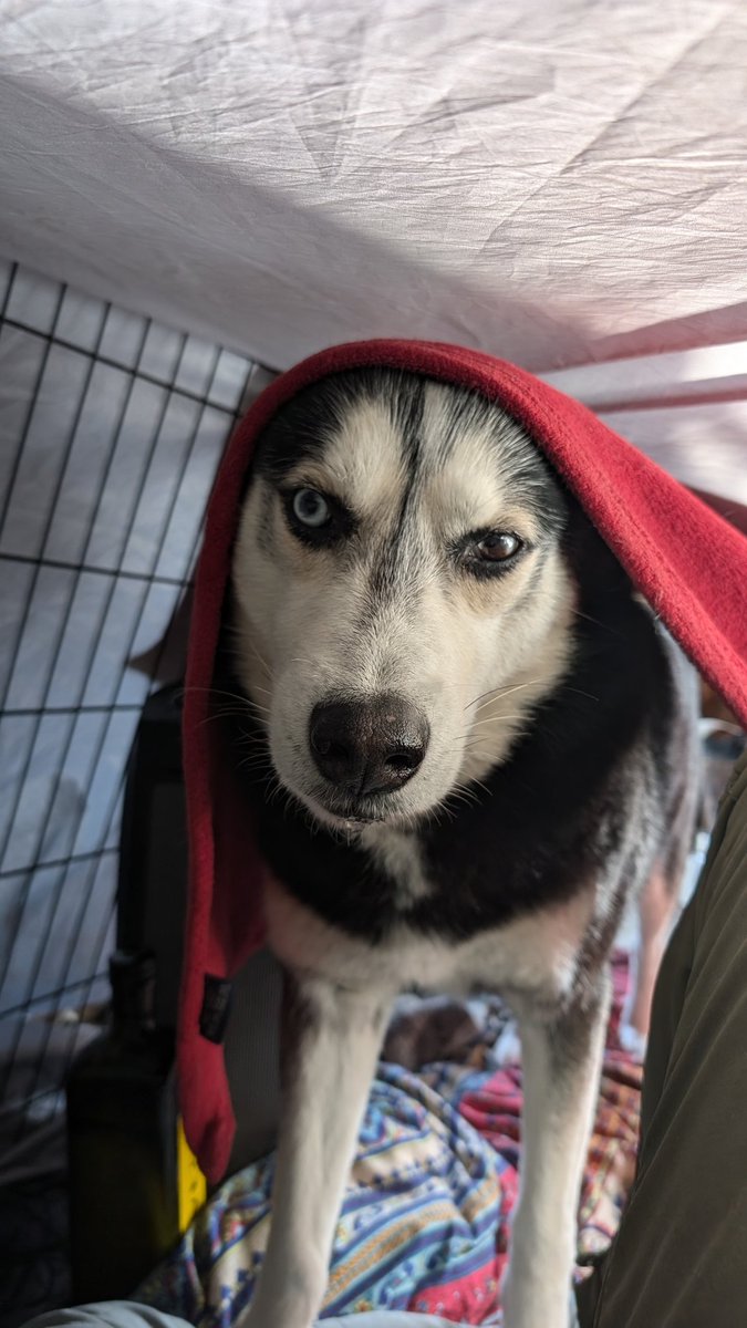 BFoodMarket's tweet photo. I guess I'll post here till @tiktok_us comes back online.  How are you guys doing?   #tiktokban https://t.co/KfPQoe4PT8