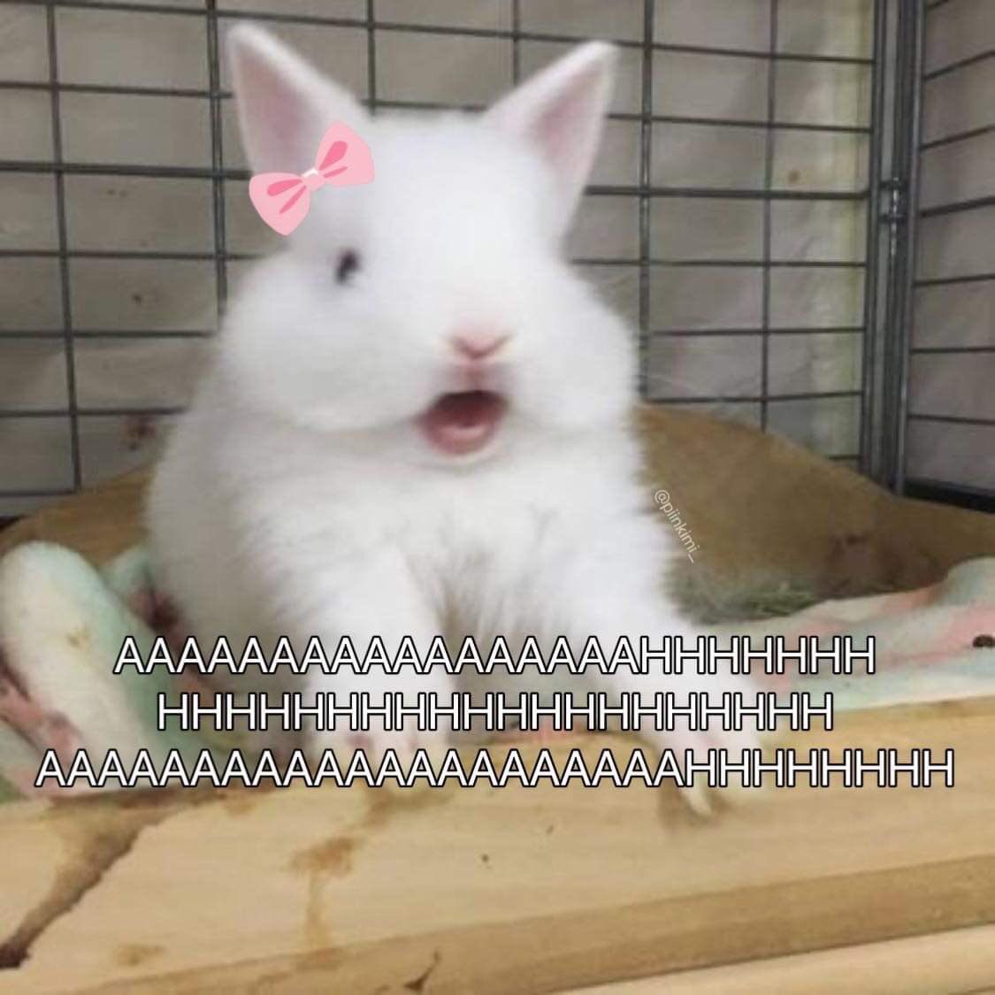 Bunnies tweet media
