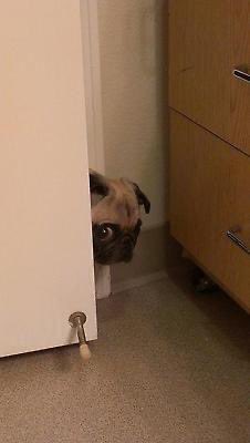 VPN companies after the TikTok ban.