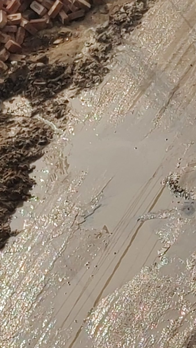 csherulov's tweet image. Despite raising multiple complaints over swachhata app, mcg is not paying heed. @MunCorpGurugram @cmohry @HsvpHaryana is this why we pay taxes? #corruptmcg, #corruptgovt. #sector23A_northzone