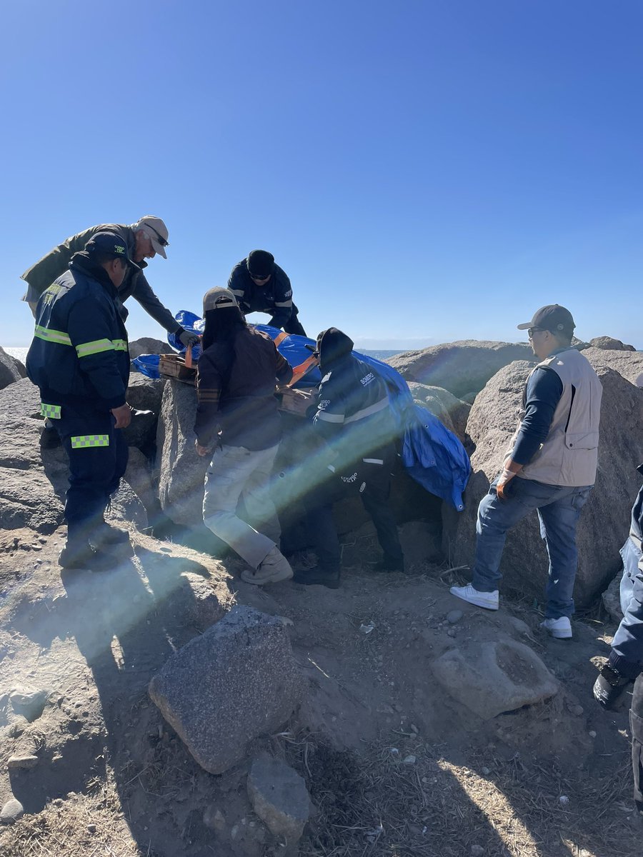 Blancafort's tweet photo. 🌊 Atención a un Varamiento de Lobo Marino de California en Ensenada🦭

El día de hoy, en un esfuerzo conjunto, @profepa_mx / Baja California atendió el varamiento de un lobo marino de California (Zalophus californianus) en la costa de Ensenada, Baja California. https://t.co/BOZl1L5VVw