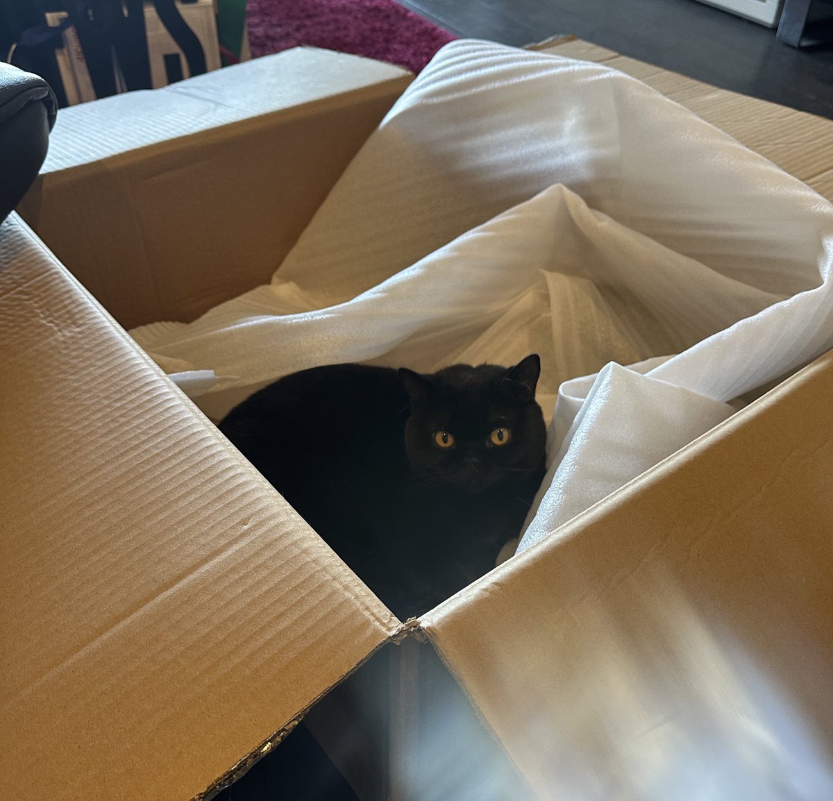 It’s #CatboxSunday and I have TWO boxes.  It’s a #wonderfulday 
Love to all furiends 💜💜💜💜
#CatsOfTwitter #CatsOfX #CatsAreFamily