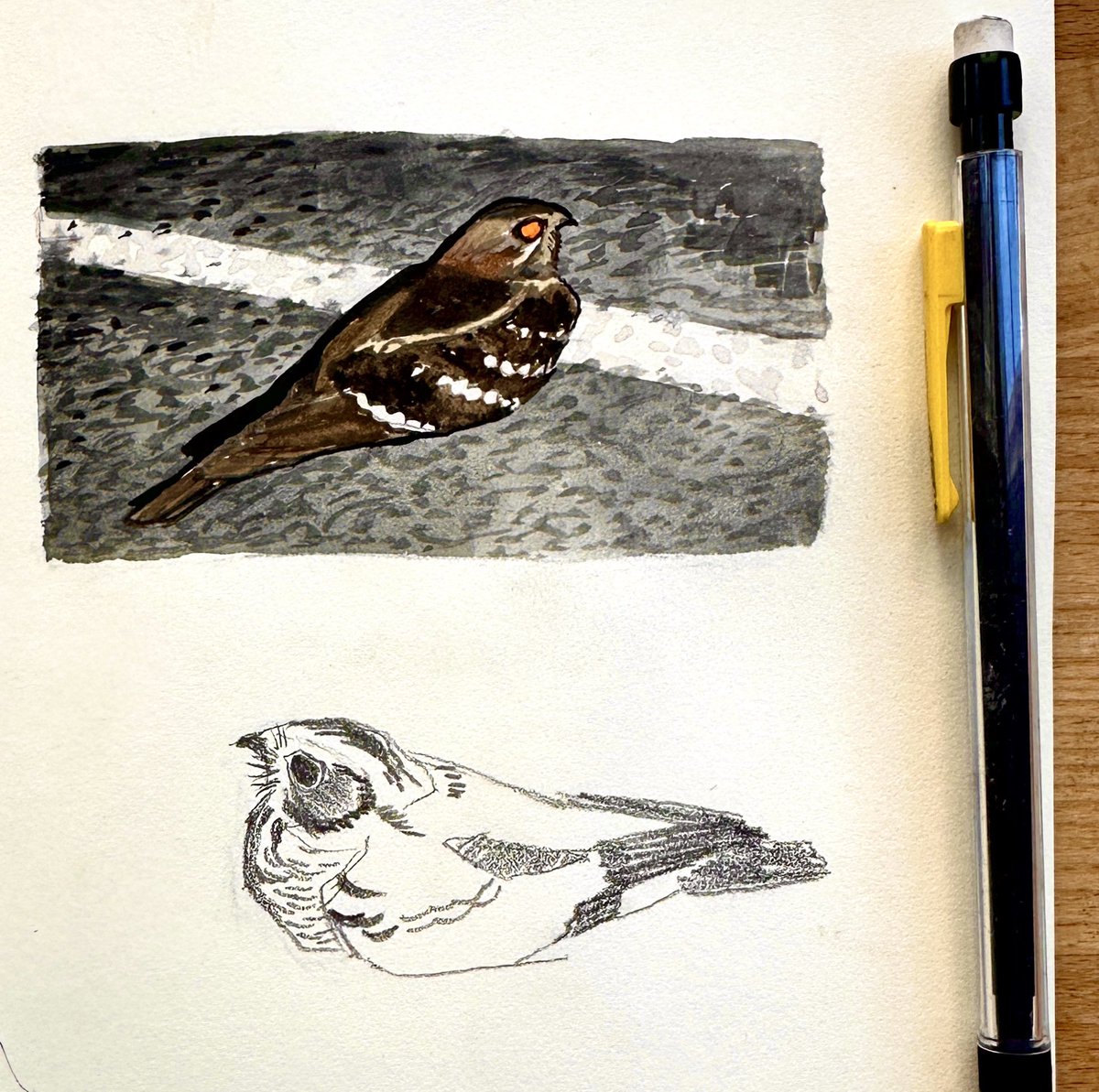 sokolyat's tweet photo. nightjar studies https://t.co/tyblkVEJZu