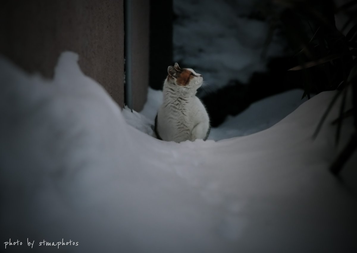 stmaphotos@横須賀市民になりました! tweet media