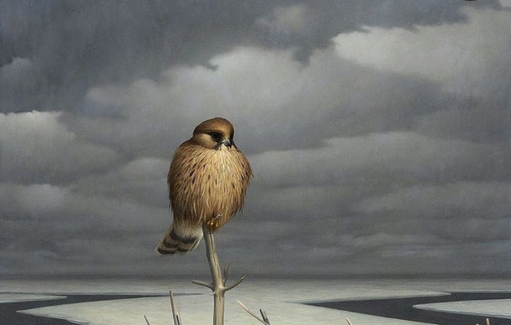 Harry Koster