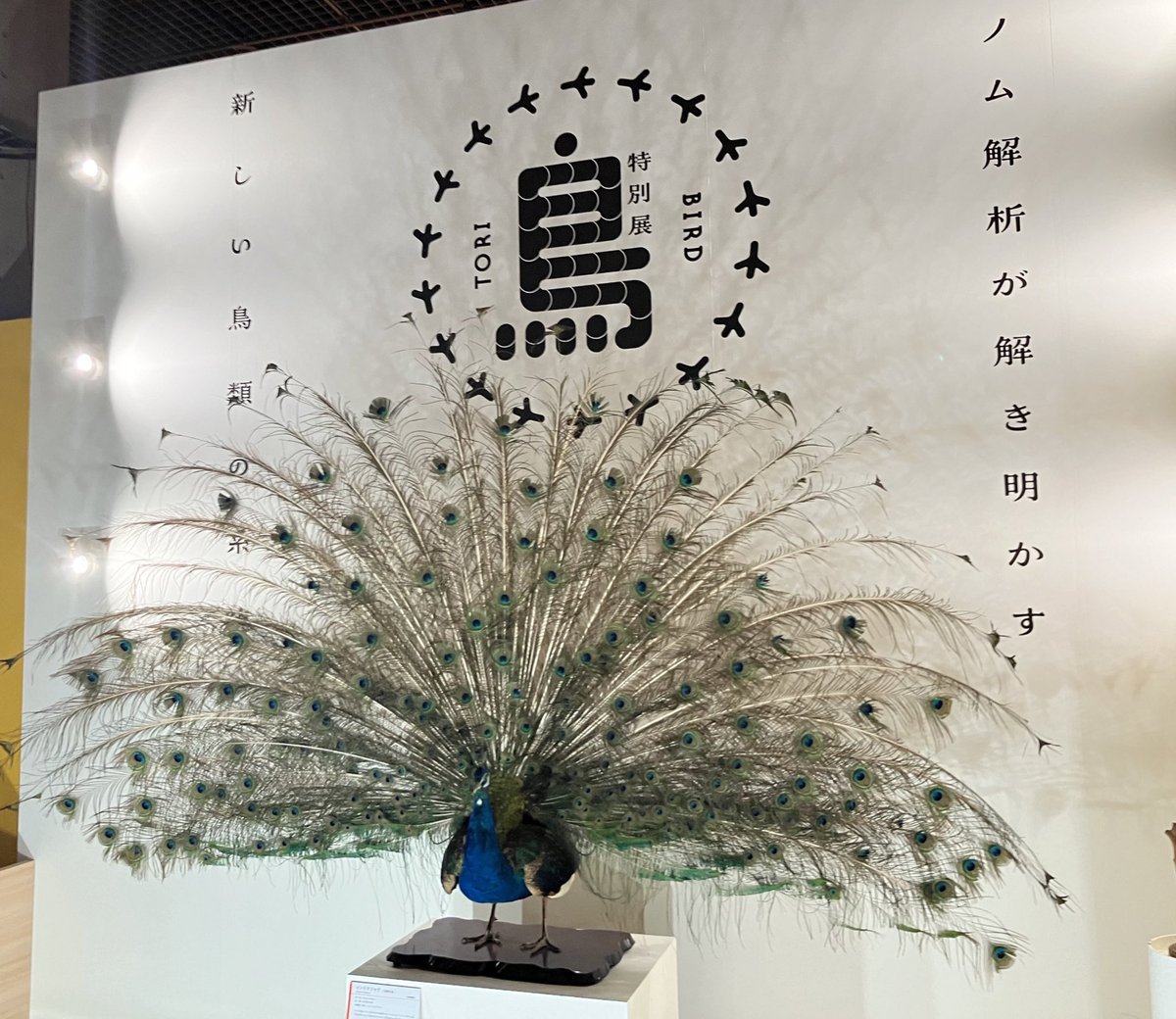 BlackSheep_CC's tweet photo. 鳥展に来ました。 https://t.co/GBd6Vpm3uc