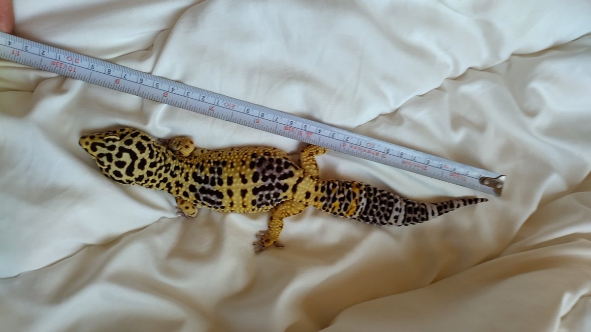 俺の布団でピクリともしないジュニ蔵くん😅