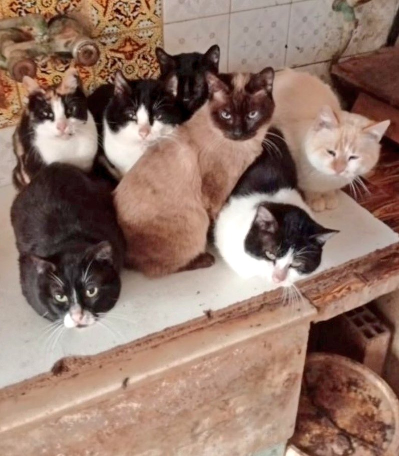 🆘 #Valencia #Algemesi

Estos 15 chicos, mayores, se quedan sin casa en 2 semanas
(peligro de derrumbe DANA)

María, 80 años, no quiere abandonarlos, tiene que irse
💔 

#URGE #protectora o part icular
q pueda #acoger
María ayuda con 80€/mes ☎️666293440