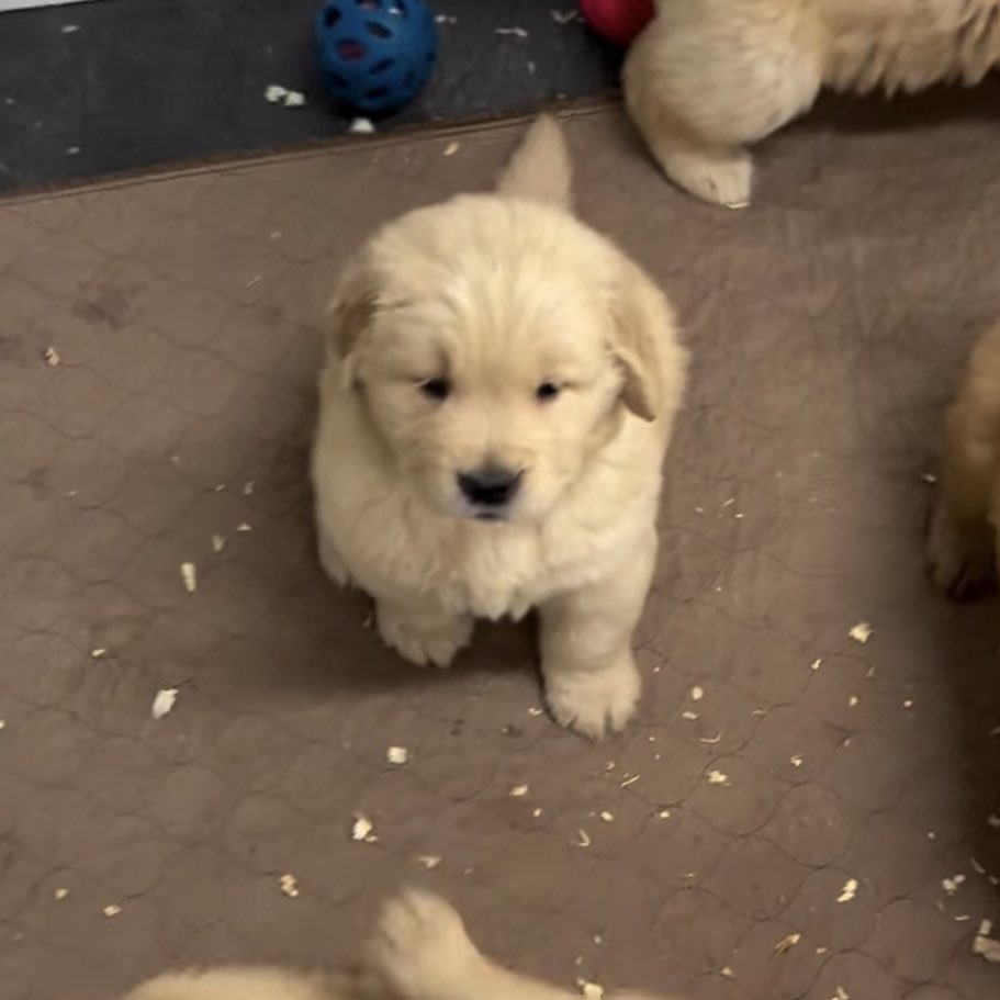 ตุวเร้ก น่ารัก มอมแมม ซุกซน รักเดียว