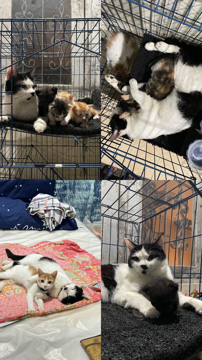 inod. | meyo. tweet media