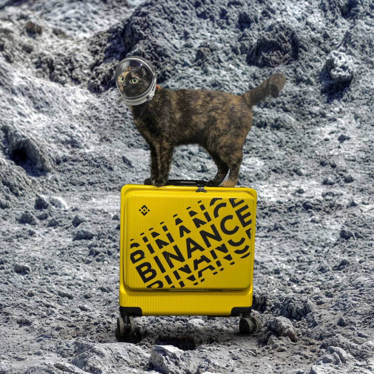 BinanceWallet's tweet image. Hang tight! We're always on the right path with #Binance Wallet