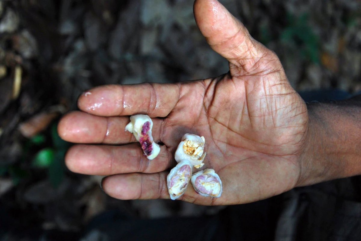 La Inventadera (@lainventadera) on Twitter photo #Nuevo #19Ene
Más que un cultivo, el cacao es una pasión para Luis Zorrilla.
En este artículo descubrirás cómo un hombre ha dedicado su vida a rescatar el cacao venezolano y a inspirar a otros productores.
✍️ <a href="/robertomalaver/">roberto malaver</a> / Fotos Nelson Chávez
📰lainventadera.com/2025/01/19/sem… #Nuevo #19Ene
Más que un cultivo, el cacao es una pasión para Luis Zorrilla.
En este artículo descubrirás cómo un hombre ha dedicado su vida a rescatar el cacao venezolano y a inspirar a otros productores.
✍️ <a href="/robertomalaver/">roberto malaver</a> / Fotos Nelson Chávez
📰lainventadera.com/2025/01/19/sem…