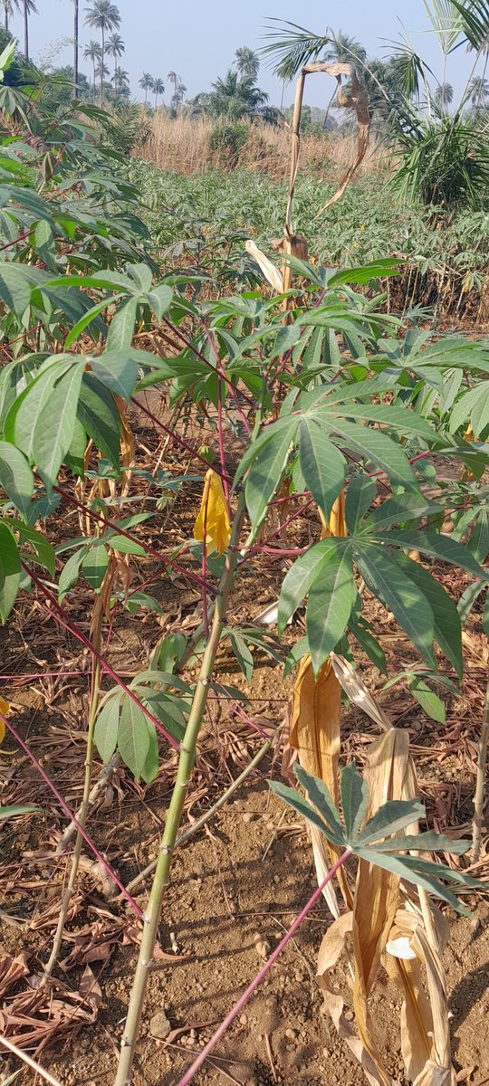 toubuya's tweet image. Can you name this popular Sierra Leonean leafy vegetable? It is also consumed in Liberia 🇱🇷 Congo 🇨🇩 and Rwanda 🇷🇼 #Sundayquiz #SaloneX