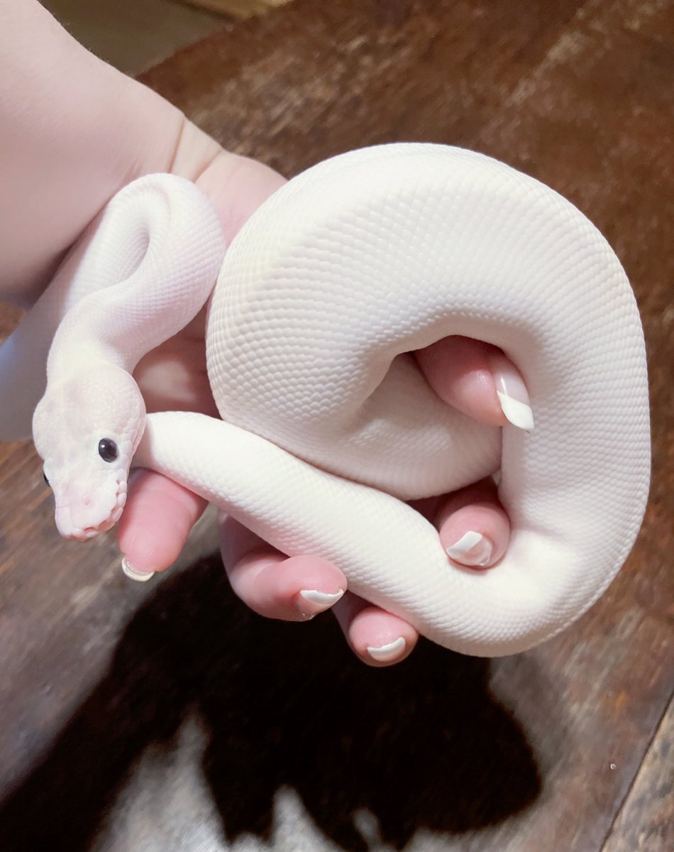 whitesnakequeen's tweet image. 迎えてから三回目の脱皮、19:30からで
眠たいのを朦朧としながら手伝わずに済みました。皮が薄いので湿度を上げてても飼い主は毎回冷や冷やしますが今回は一週間前から水浴してくれていたおかげがきちんと脱げていました🙌

#odivorypiedhetcrown #joris #06shockwave