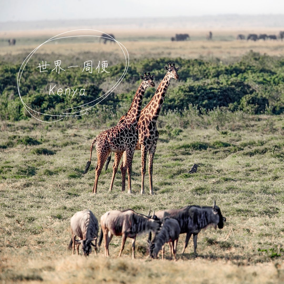 wtanytime's tweet image. 📌予約受付中です

写真に添えられたストーリーを読みながら
世界各地の絶景に思いを馳せながら
いつもとは少し違う一杯の珈琲を。

珈琲を通して世界を旅する新企画✨
珈琲の #世界一周 便 Vol.1

wtanytime.official.ec/items/97226938

#コーヒー好きな人と繋がりたい 
#旅行好きな人と繋がりたい