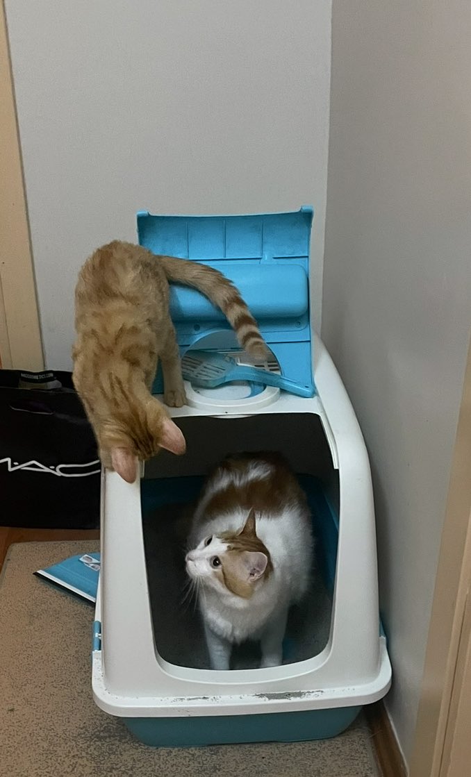 SIŞARKEN BİLE RAAT YOK BU EVDE