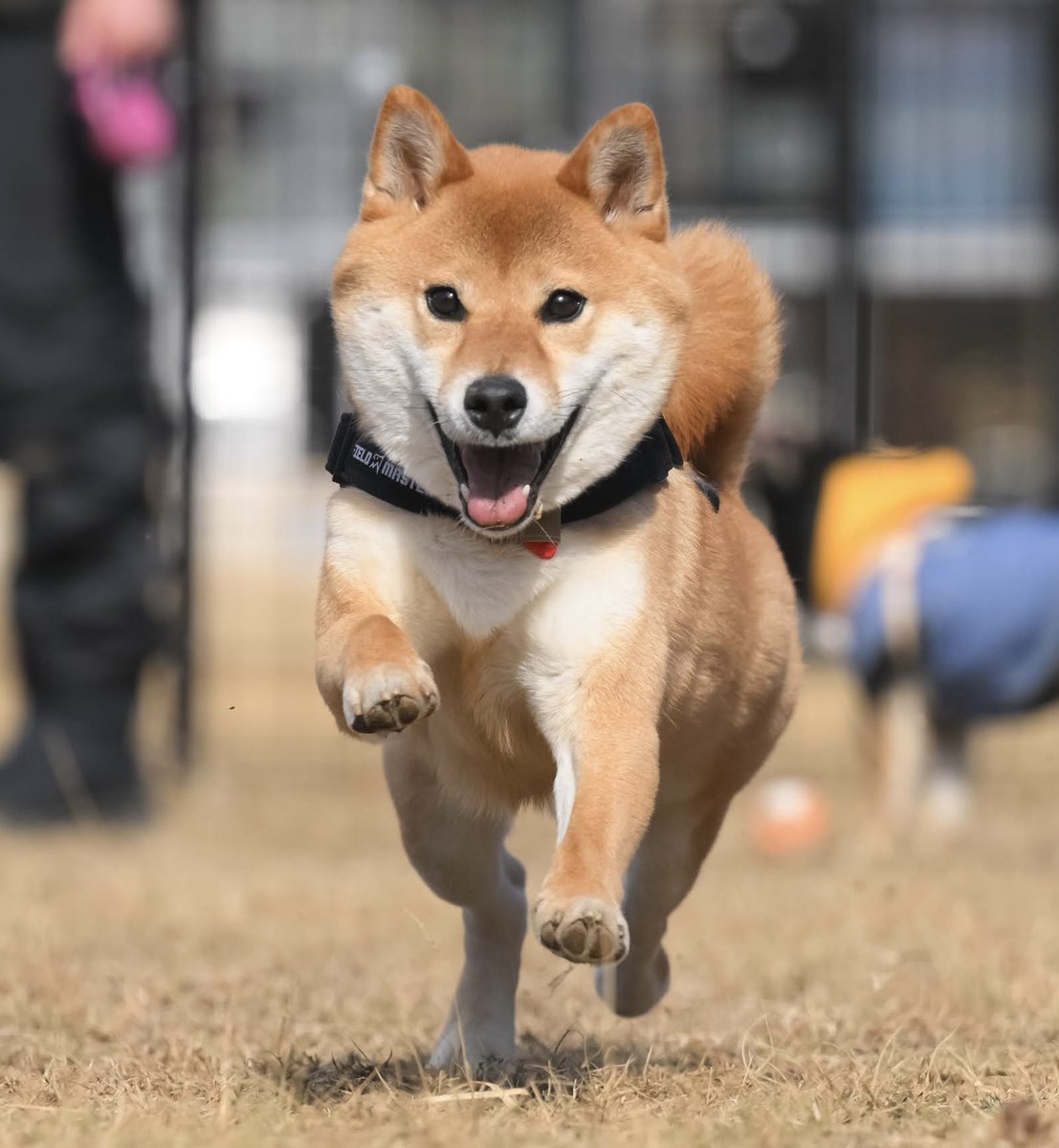 柴犬おだし tweet media