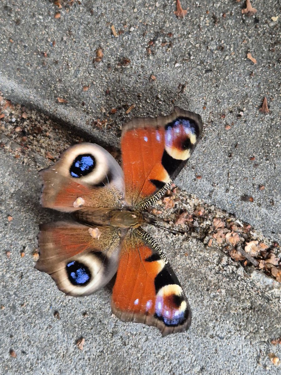 Deze kwam net achter de skibox vandaan.