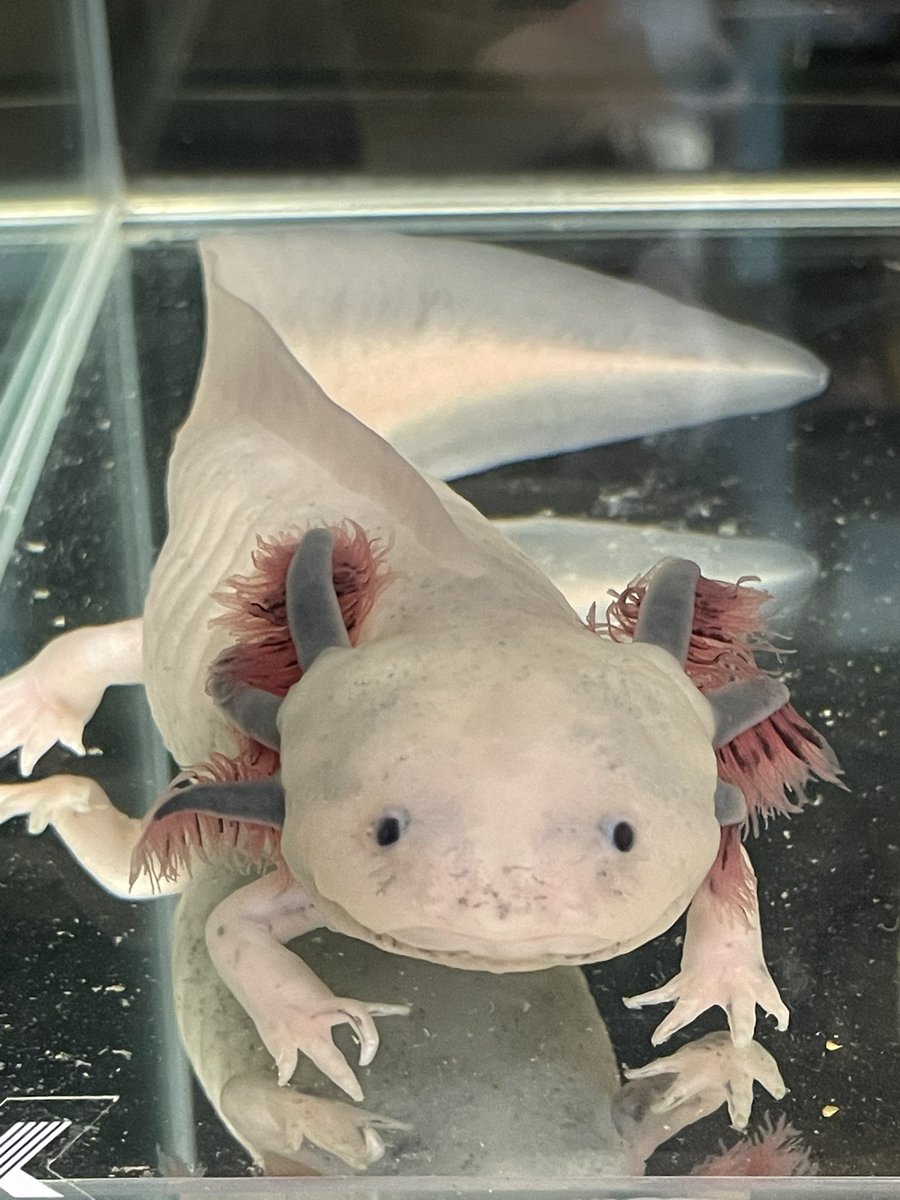 dojorin's tweet photo. ウパちゃんの飼育環境2025/1

・30センチCUBE水槽に変更

引っ越し後は部分換水を
マメにする方式で様子見

ガラス水槽にしたら
一層可愛く見えていい感じ😍
よく食べ 💩もよかったのに

苺大福が突然の嘔吐下痢💦
消化不良っぽい！ごめんね😭 https://t.co/h2mIOFuxZo