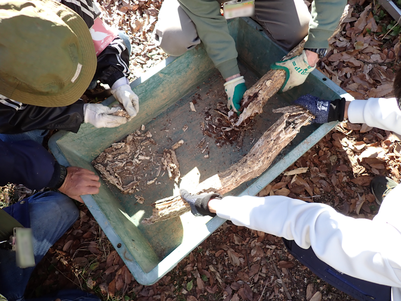 itakon_net's tweet image. ビオトープでシイタケ栽培後の古くなったホダ木を割ってみた、乾燥してしまったので、状態は良くなかったけど、たぶん、オオハリアリとイッスンムカデ、あとハサミムシなどが出てきた、いくつかの部屋があったので、クワガタなど出て行ったあとかもしれない