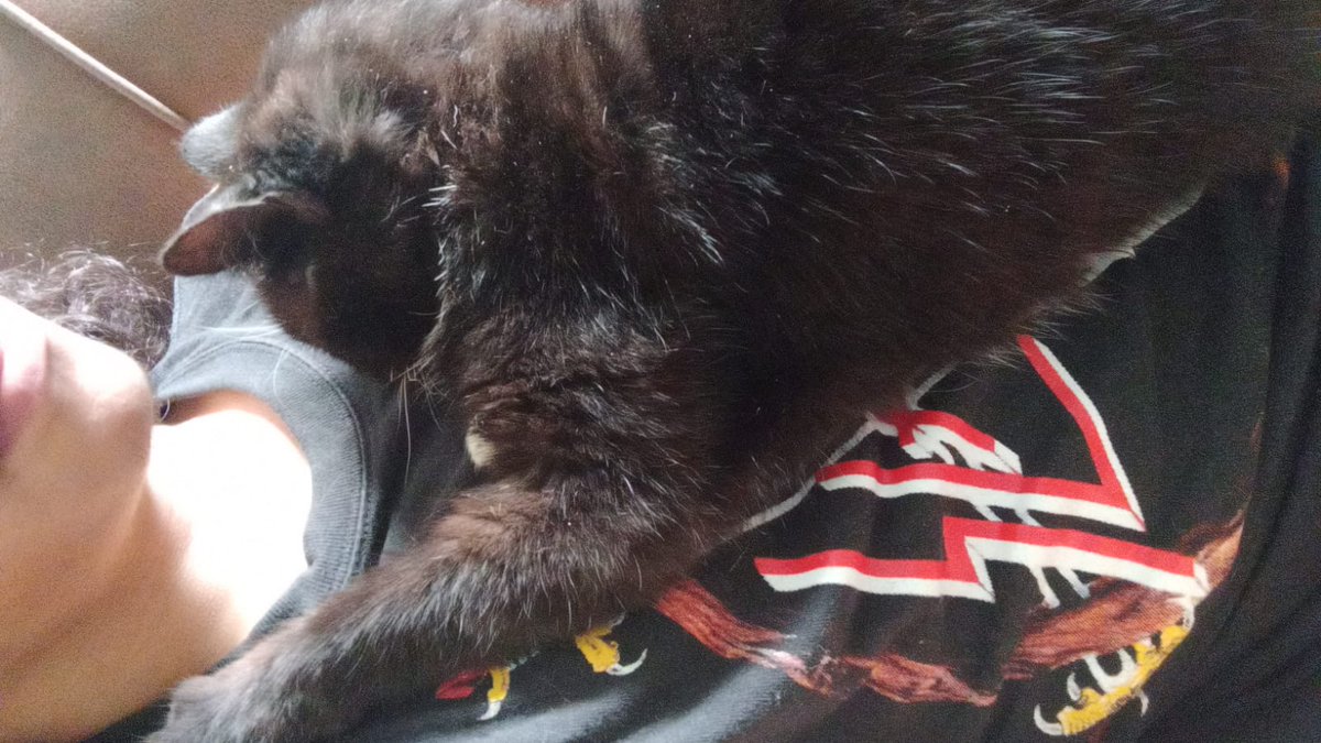 Extraño a mi gata <'3