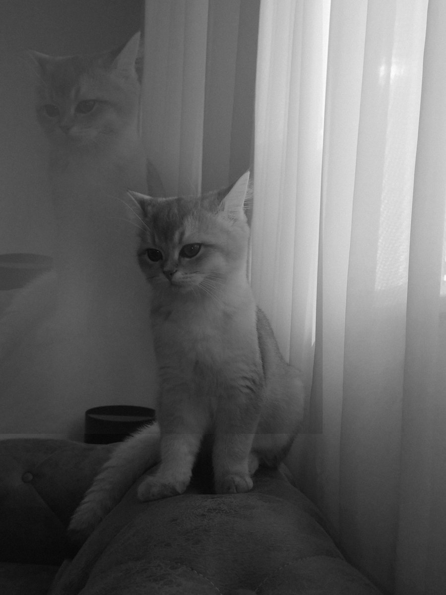 Kedisin diye derdin yok sanıyoylay