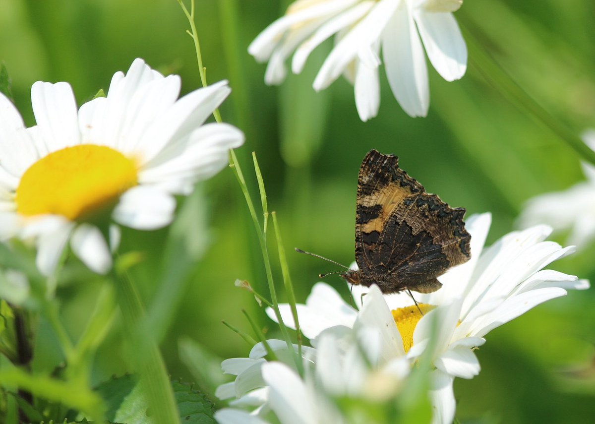 #Vlindermaand Dag 19.1

#KleineVos een initiatief van <a href="/ErikDePay/">Erik 🦋</a>