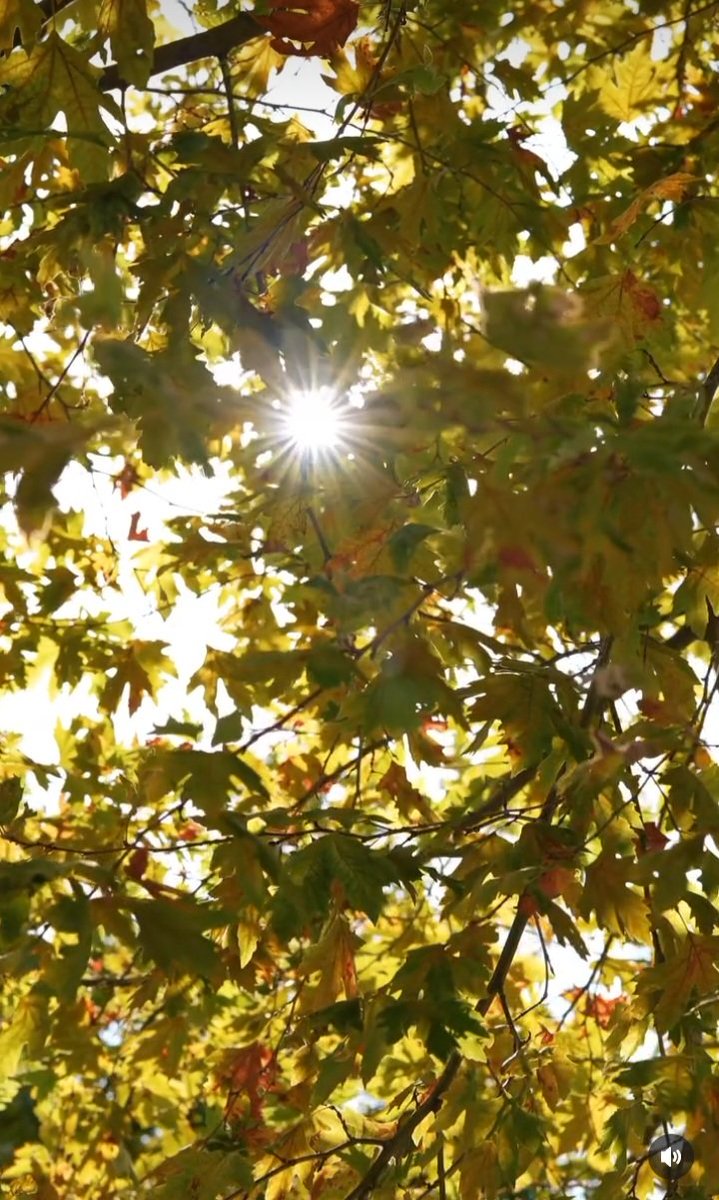 Günaydın mutlu pazarlar💜💜🍃🌷🍃 Yeni Gün Size Umutlarınızı,Huzurunuzu Yüreğinizin Hak Ettiği Güzellikleri Getirsin..😊🍃🌷🍃🌷🍃🌷🌿🍃🌹🍃