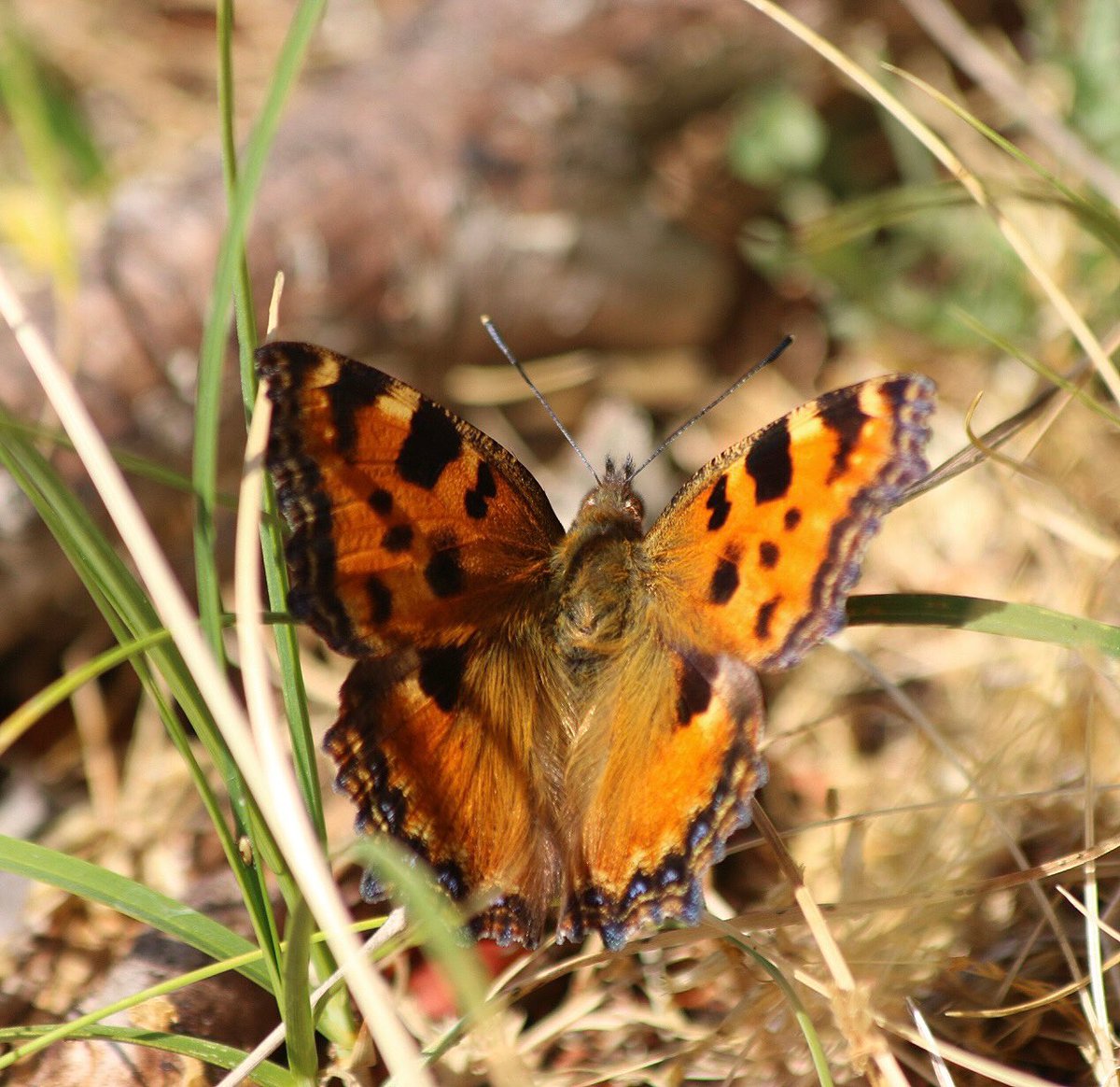 #Vlindermaand Dag 19.2

#GroteVos

Gezien in de AWD