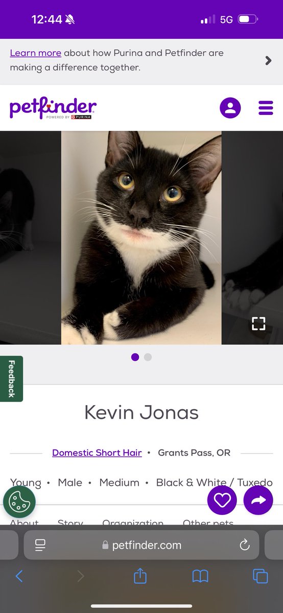 mamaAli541's tweet photo. Why are @jonasbrothers available for adoption at my local humane society?😂 https://t.co/2Gsl14V6Ob