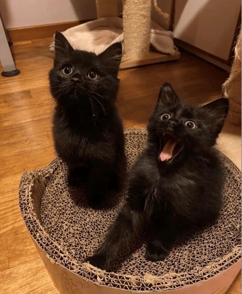 blackscats's tweet photo. https://t.co/g2fuHySJr4