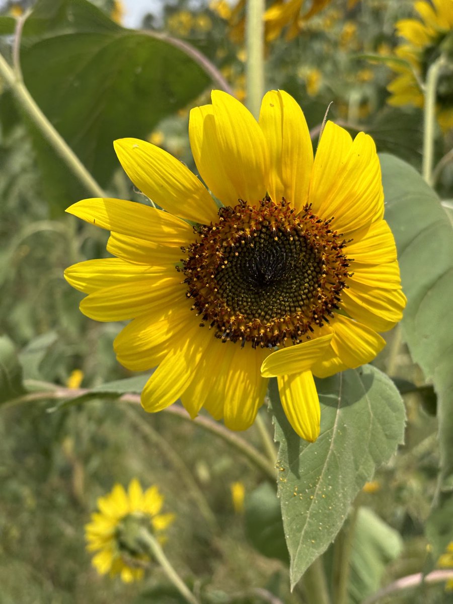 twarria's tweet photo. I am SUN.
I am SUNflower!
Photo taken at Usenge Beach, West Yimbo, SIAYA.
#PinyLuo @lydia_jaber - Ma Mari, for your Love of #MusaJuma music. “Cover me in sunshine,” by Pink and daughter. Dr. @KigoziMaggie @CRBarretto https://t.co/nIFu47yxu5