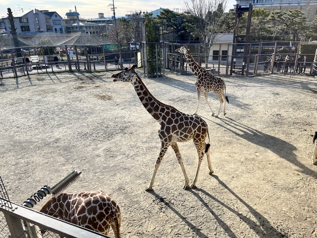 ryskhdk's tweet photo. 本日は休みにした。岡崎公園のシャルキュトリ「M」ですばらしいブランチを食べ、文フリ京都でいろいろな人と話し、京都市動物園で猿と鳥とゾウとキリンを見て、新年初の「たつみ」でお酒飲んで帰り。歩き回って満足。来年は何かしらで文フリ出るぞ〜。 https://t.co/gER2JBUPB6