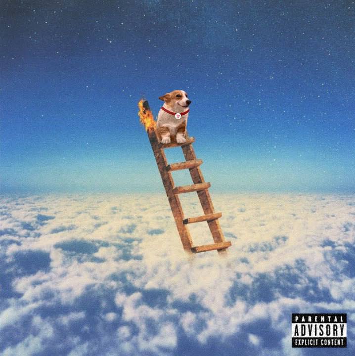 SunDog 🐾 tweet media