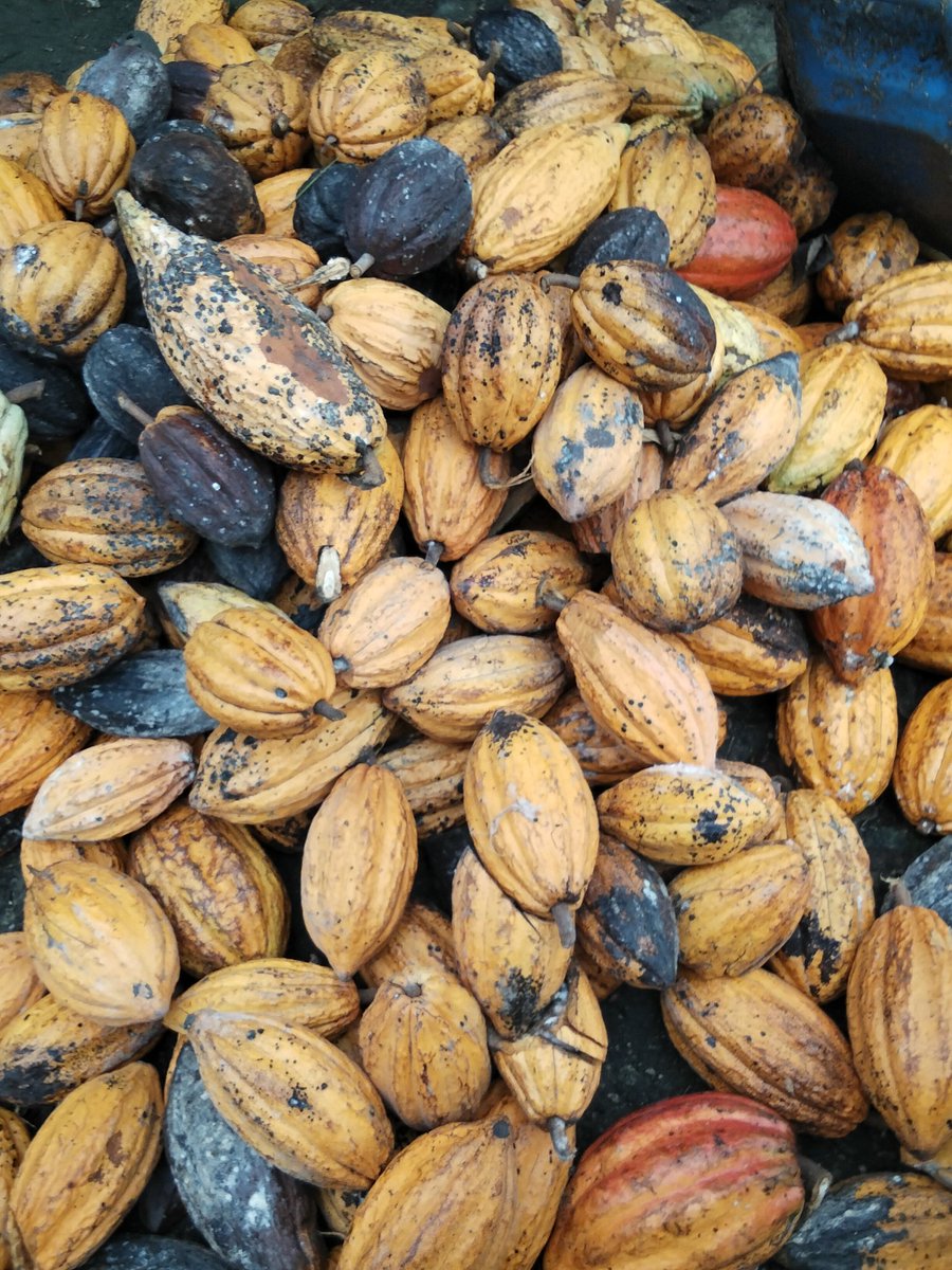 MendenillaM's tweet image. Lapit na valentine kaya gawa tayo chocolate. 😅🥰 #cacao #tablea #chocolate #FarmLife