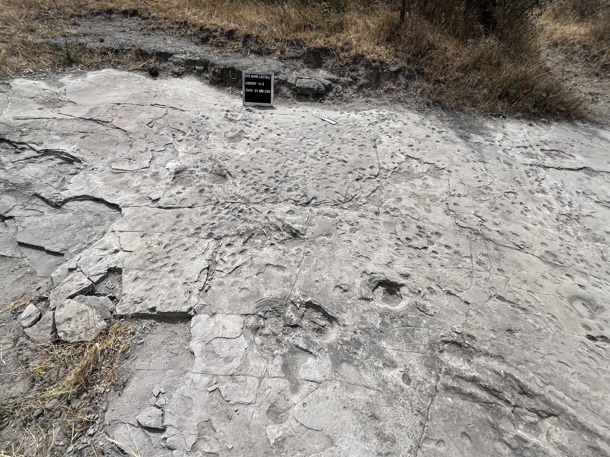 Elgidius Ichumbaki, Ph.D. (@ichumbakie) on Twitter photo Climate change threatens many heritage sites worldwide but digital documentation provides an opportunity to record what we have before loosing it forever. Our initiatives at #Laetoli is part of the efforts.
youtu.be/2Se1XWNXCaU?si…
<a href="/dickybates2/">Richard Bates</a> <a href="/EJDPollard/">Edward Pollard</a> <a href="/BritishArts/">British Council Arts</a> <a href="/DCMS/">Department for Culture, Media and Sport</a> Climate change threatens many heritage sites worldwide but digital documentation provides an opportunity to record what we have before loosing it forever. Our initiatives at #Laetoli is part of the efforts.
youtu.be/2Se1XWNXCaU?si…
<a href="/dickybates2/">Richard Bates</a> <a href="/EJDPollard/">Edward Pollard</a> <a href="/BritishArts/">British Council Arts</a> <a href="/DCMS/">Department for Culture, Media and Sport</a>