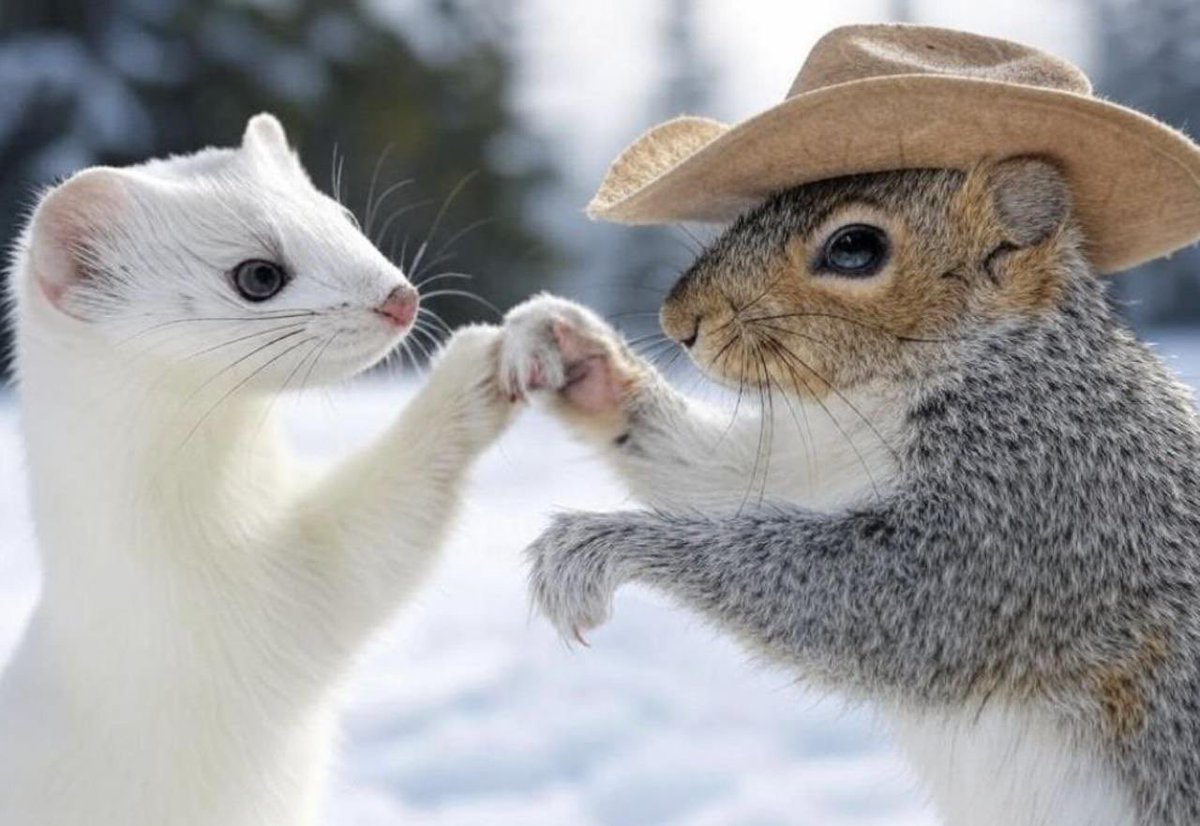 <a href="/meechie/"></a> If you missed pnut dont mis $ERMINE 

Ca: 81XXRV3BBR3UCNssE7GFDTPZhucVZi9LHTwu1kdPpump