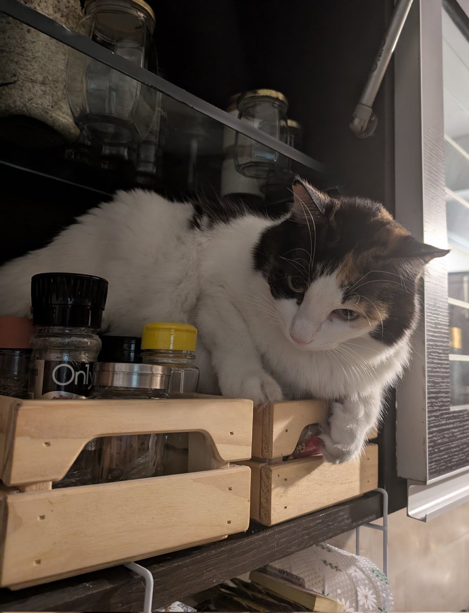 moon in the blues | free Palestine 🔻🇵🇸 tweet media