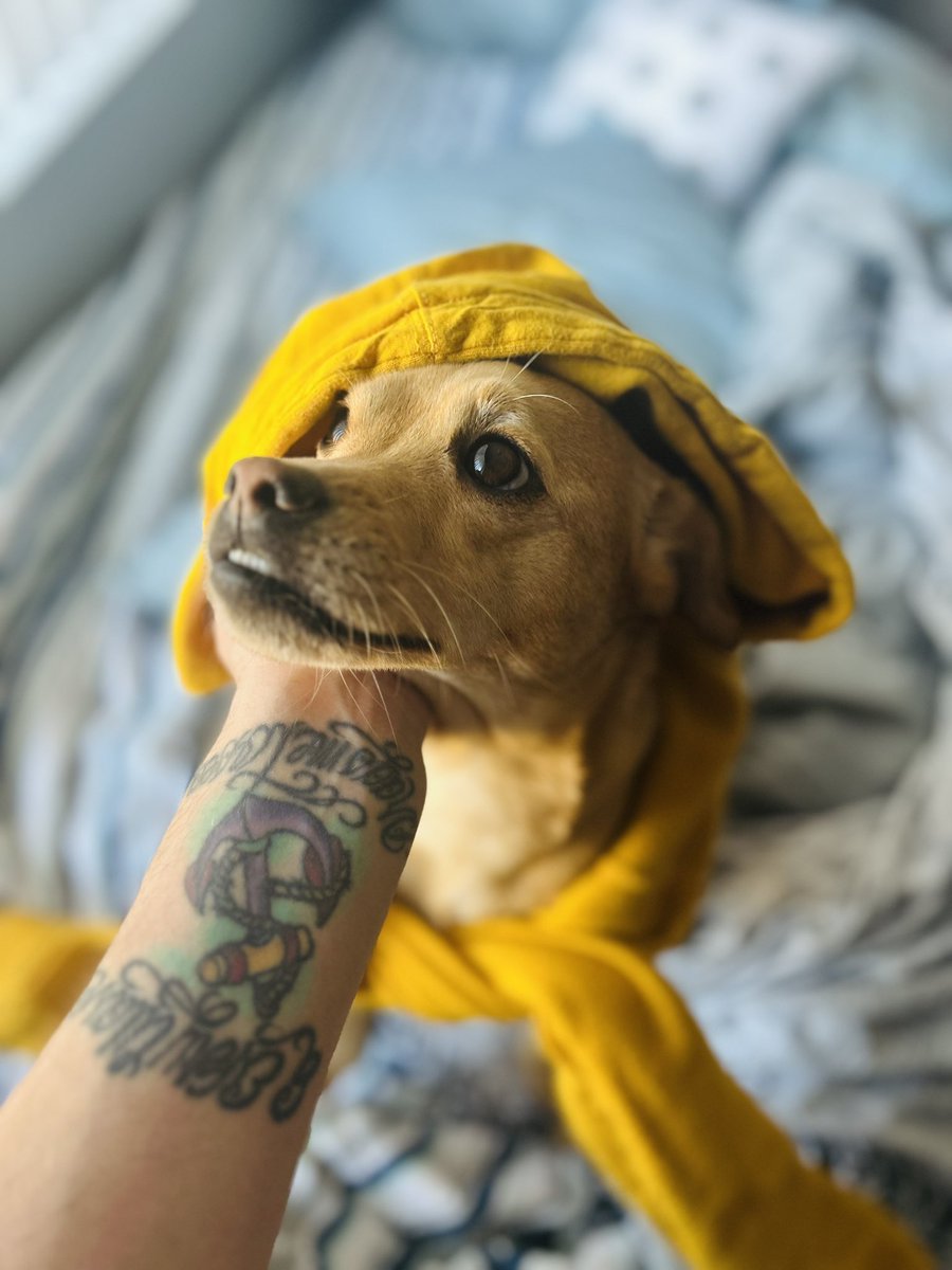 studebaby's tweet image. snapchatttttt me 

#dogs #photography #SEVENTEEN #AmericaFirst 

studebaby13