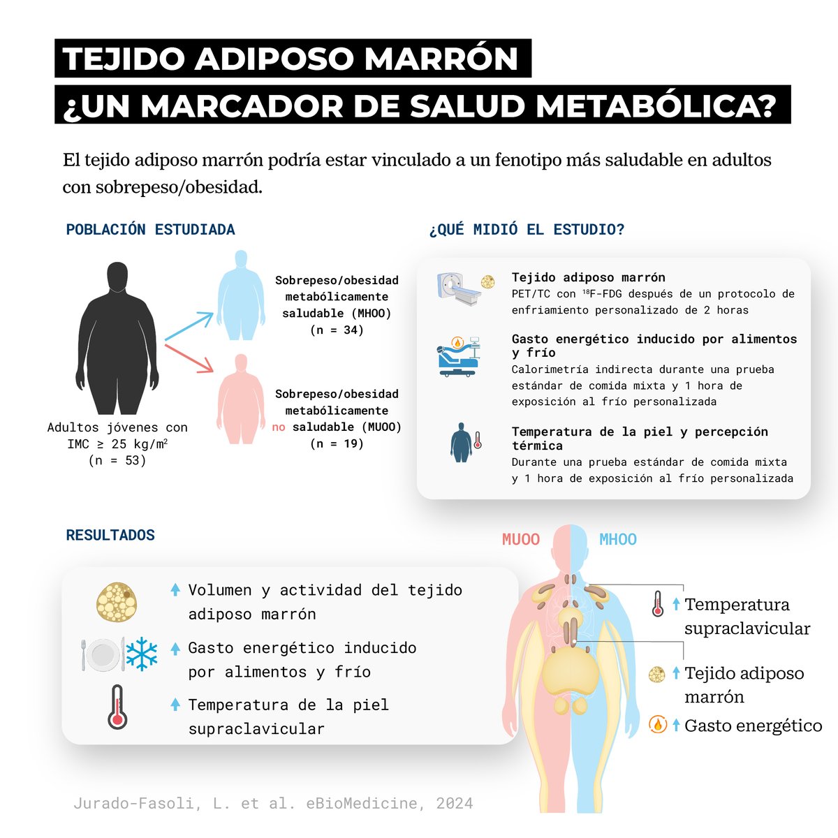 Fissac_es's tweet photo. 🔴 Obesidad metabólicamente sana, ¿qué papel juega la grasa marrón?

Existe un grupo de personas con obesidad que presentan menos riesgo de enfermedades cardiometabólicas a pesar de su elevada adiposidad.

👉 Aunque presentan niveles similares de adiposidad en comparación con personas con obesidad pero con un fenotipo no metabólicamente saludable, los niveles de tejido adiposo marrón (un tipo de grasa termogénica) pueden ser distintos.

¿Qué diferencias existen en el tejido adiposo marrón entre personas con obesidad metabólicamente saludable y aquellas con obesidad no saludable?

Para contestar esta pregunta, investigadores del grupo de investigación del Instituto Mixto Universitario Deporte y Salud (iMUDS) de la Universidad de Granada dirigido por el Dr. Jonatan Ruiz llevaron a cabo un estudio en el que compararon el volumen y actividad del tejido adiposo marrón, la temperatura, y el gasto energético tanto en reposo como en respuesta a un exposición a frío y tras una comida entre un grupo de personas con sobrepeso/obesidad y un perfil metabólico saludable y otro grupo con un perfil metabólico no saludable.

🔥 Los resultados del estudio publicado en la prestigiosa revista eBioMedicine mostraron que el grupo con sobrepeso/obesidad metabólicamente saludable tenían una mayor cantidad (+124%) y actividad (~ +100%) del tejido adiposo marrón en comparación con el grupo metabólicamente no saludable.

👨‍🔬 En este artículo de LIBRE ACCESO los doctores Jonatan Ruiz (@ruizruizjonatan) y Lucas Jurado (@FasoliLucas) analizan en detalle la relevancia del tejido adiposo marrón en el perfil metabólico en personas con sobrepeso y obesidad.

Creemos que es un artículo realmente interesante.

Puedes leerlo pinchando en este enlace 👇
https://t.co/qt08J2smqe

Feliz domingo, familia 💛