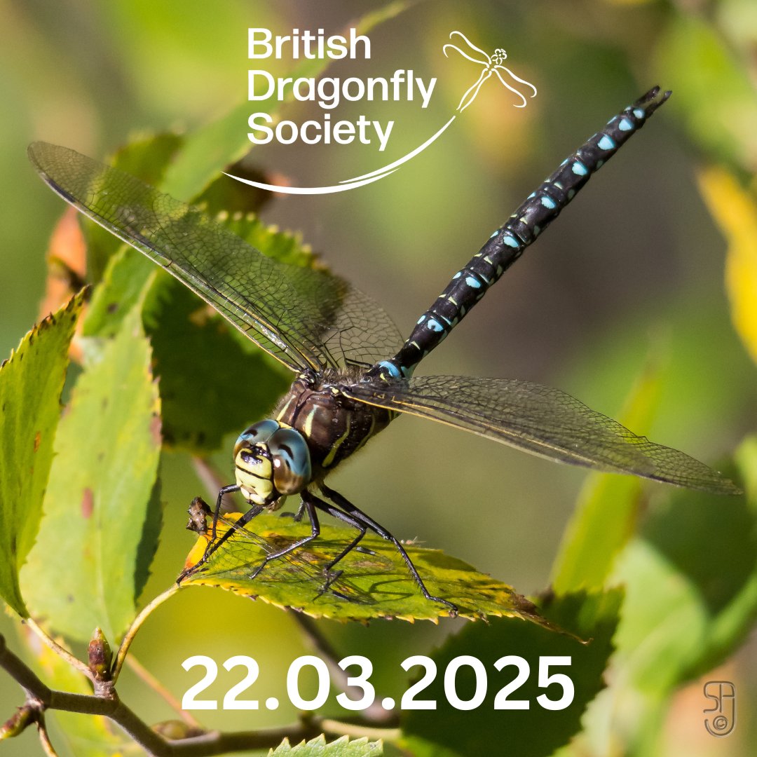 Book your place at our online Spring Meeting! 🐉🌸
Join us on Sat 22nd March for fascinating talks about our conservation work in the UK as well as guest speakers from across Europe 🌍

For info on speakers and to book your place: loom.ly/f0Rfi9A

📸 Stein Arne Jensen