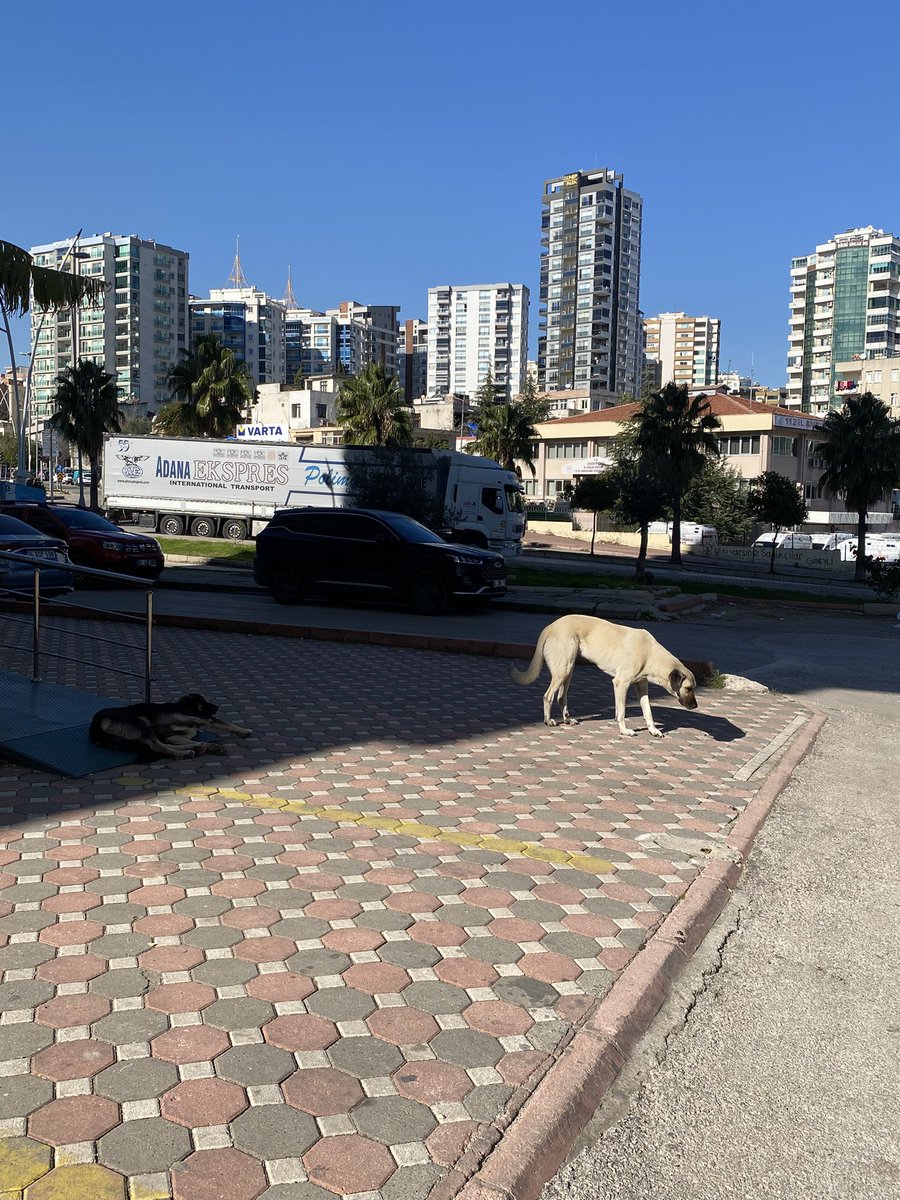 İki kere Büyükşehir iki kere <a href="/SeyhanBelediye/">Seyhan Belediyesi</a> ne şikayet ettiğimiz halde toplanmıyorlar! Cimere yazdık en kısa sürede diye geçiştiriliyor. Çıkardığınız yasaya sahip çıkmalısınız <a href="/TCTarim/">T.C. Tarım ve Orman Bakanlığı</a> <a href="/RTErdogan/">Recep Tayyip Erdoğan</a> ,siz de uygulamak zorundasınız belediyeler #kopekterörü