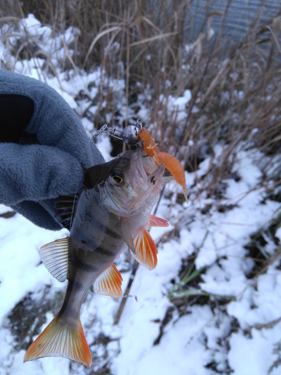 DmytroT2109's tweet photo. #fishing #NaturePhotography #Ukraine️ #perch https://t.co/ltMTXohzb6