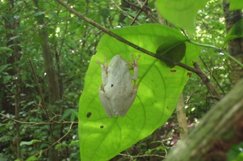 JorgePaolini1's tweet photo. La NATURA en su HÁBITAT 
Los Anfibios son una de las Clases más amenazadas de vertebrados en el planeta por el AUMENTO de la Temperatura debida al Cambio Climático, su fragilidad y por la CACERIA de mascotas como me lo sugirió Don Pepe Clavijo profesor @MIZAUCV
¡Buen domingo! https://t.co/wJ4rzmLOTy