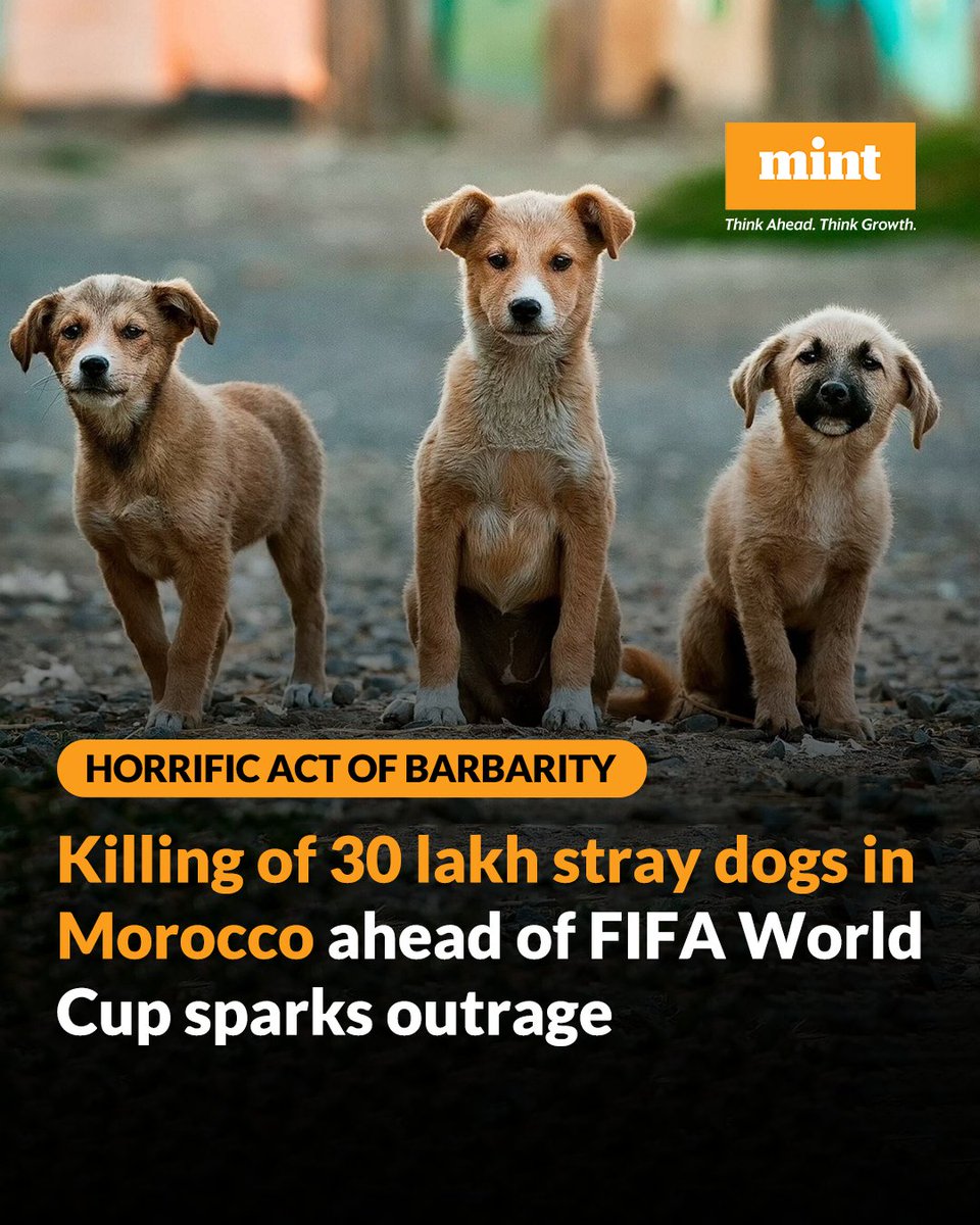 livemint's tweet photo. Dr. Jane Goodall, a globally-recognised conservationist, has condemned Morocco for allegedly killing lakhs of stray dogs as part of preparations for the 2030 #FIFAWorldCup2030.
Read more: https://t.co/ewV76wL7iL
#FIFA2030 #AnimalWelfare #StrayDogs #AnimalRights #DogProtection #WorldCup #AnimalCruelty #SaveTheDogs #FIFA