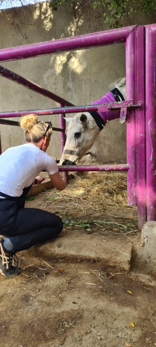 Animal Care in Egypt tweet media