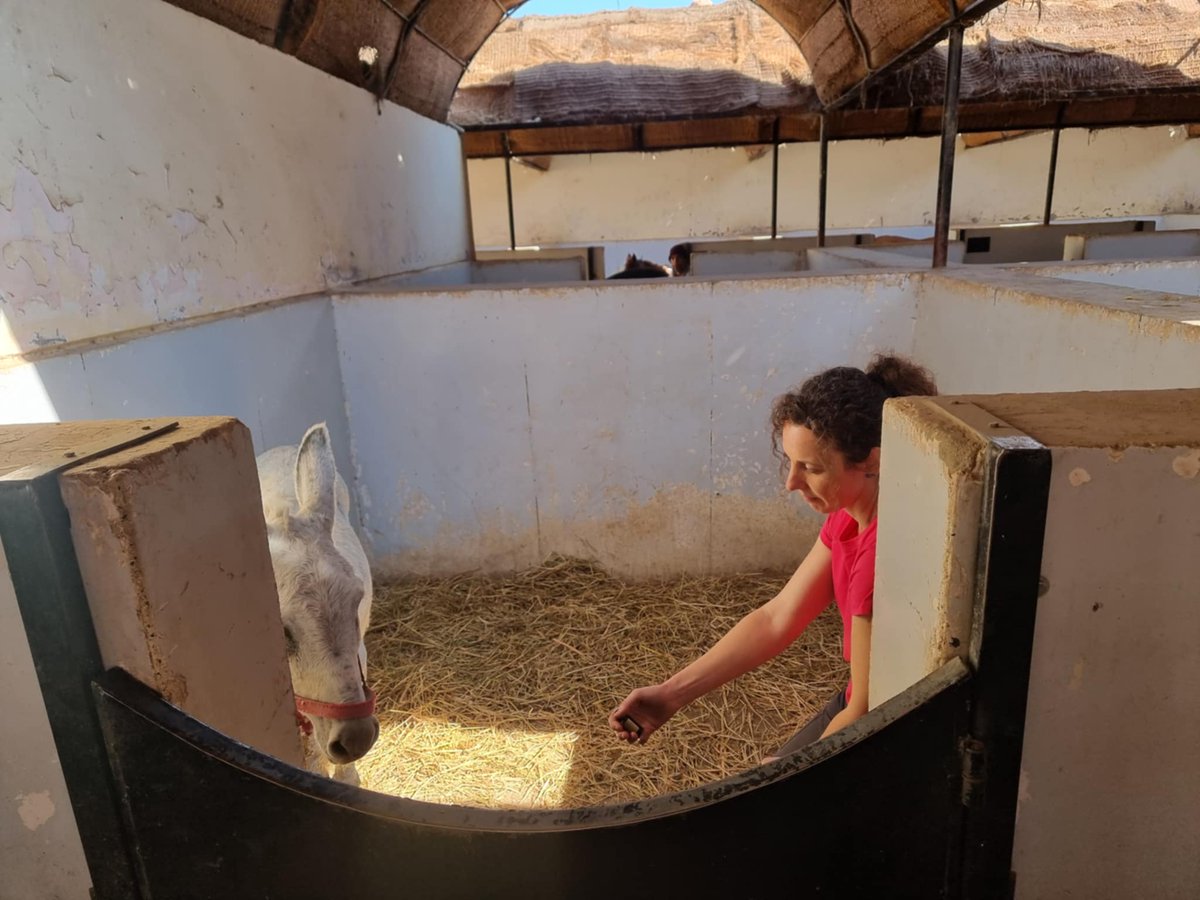 Animal Care in Egypt tweet media