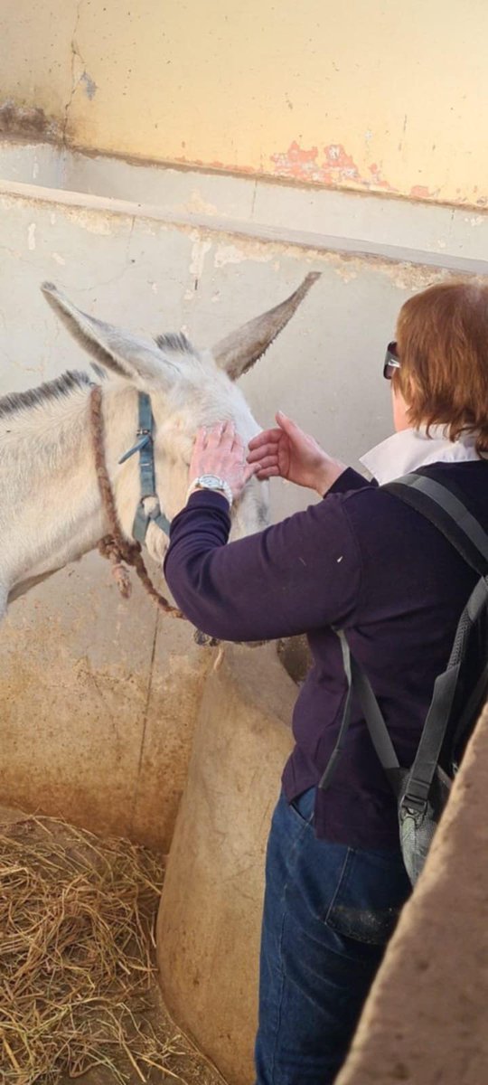 Animal Care in Egypt tweet media