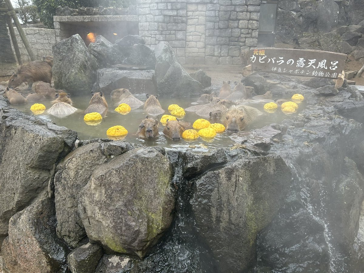 fate3943's tweet photo. 沼津→伊豆シャボテン→沼津宿泊！
また明日平日の沼津をあそぶぞ！ https://t.co/JLU4nznLr2